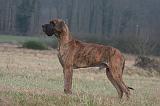 DOGUE ALLEMAND 660